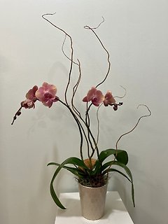 LIMITED SPECIAL - Fall Colored Orchid