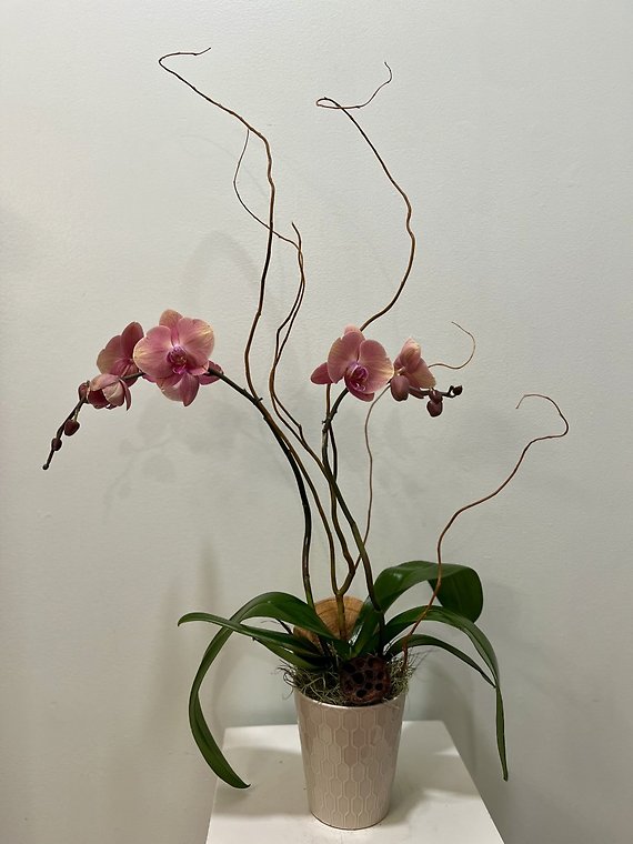 LIMITED SPECIAL - Fall Colored Orchid
