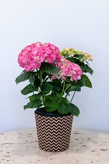 Pink Hydrangea