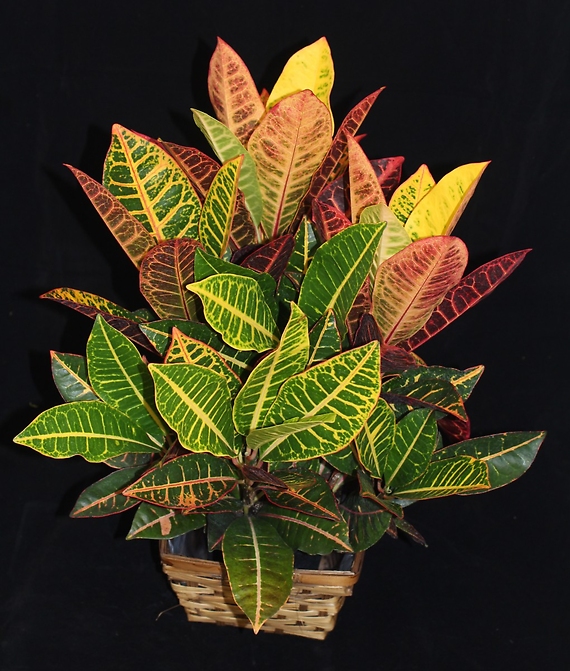 Croton