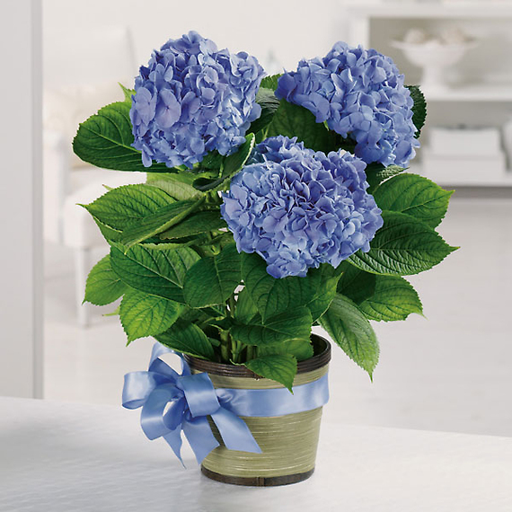 Blue Hydrangea