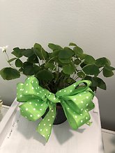 Shamrock plant