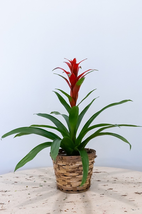 Bromeliad