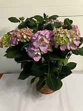 Purple Hydrangea