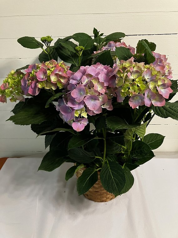 Purple Hydrangea