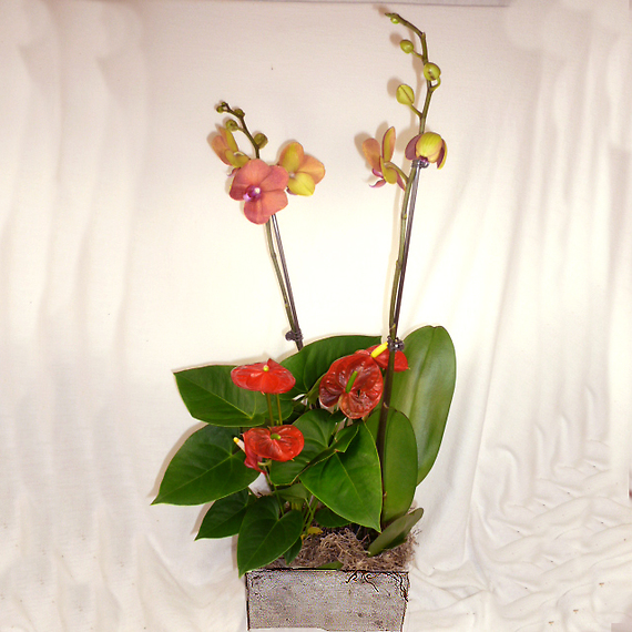 Orchid Anthurium Combo
