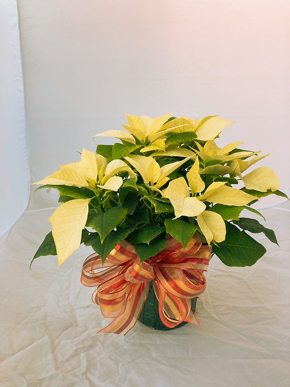 Poinsettia - Standard white