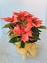Poinsettia Large Pink