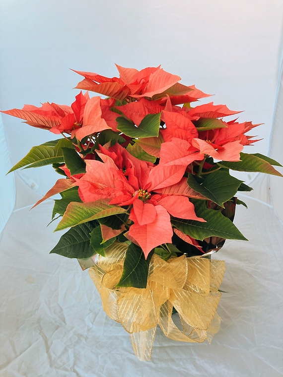Poinsettia Large Pink