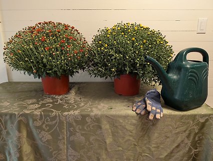 Fall Garden Mums