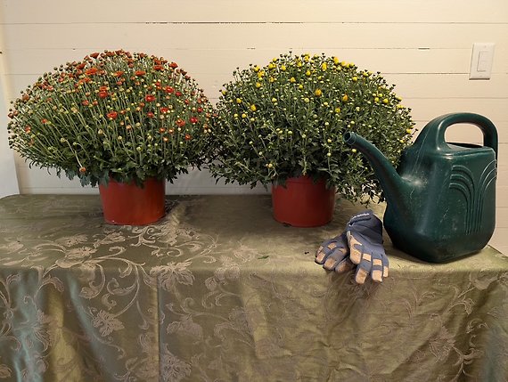 Fall Garden Mums