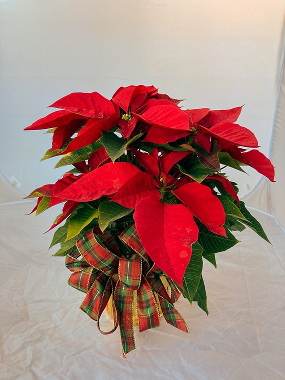 Poinsettia - Standard Red