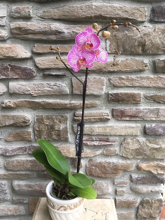 Phaelenopsis Orchid