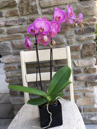 Phaelenopsis Orchid