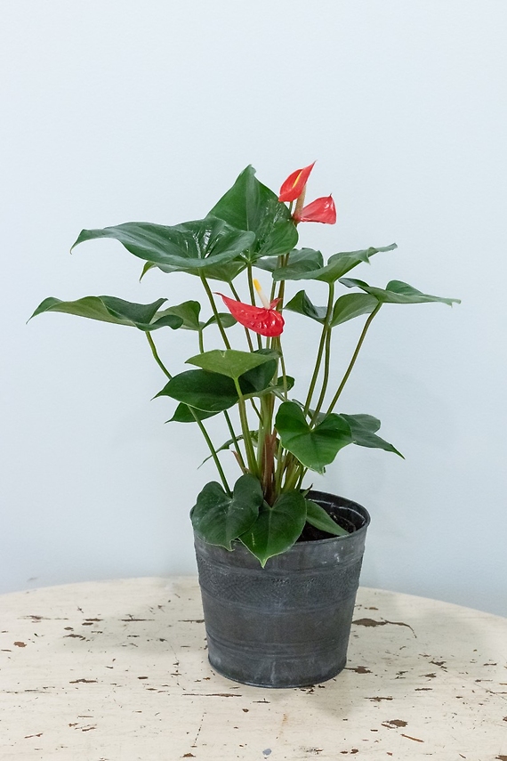 Anthurium