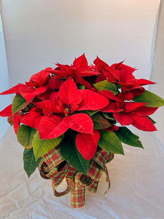 Poinsettia Large Red