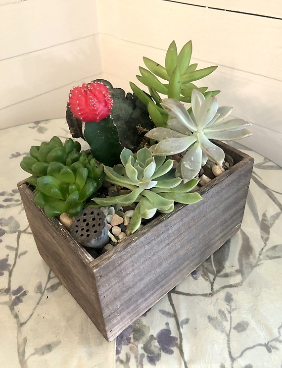 Succulent Garden